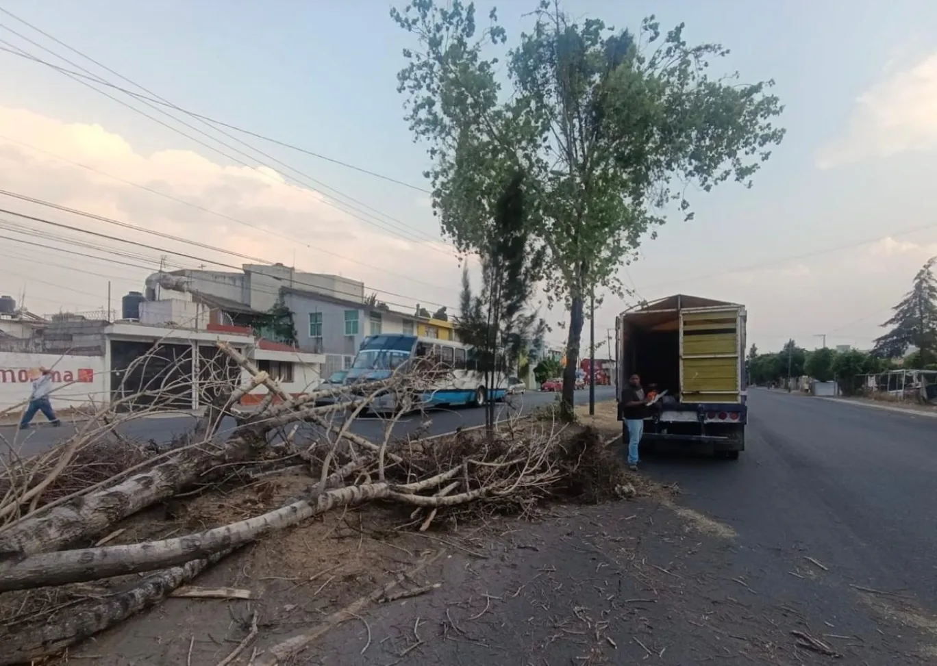 Fuertes ráfagas provocó la caída de cinco árboles, causando únicamente daños materiales