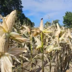 Granjas Carroll implementa sistema de agricultura compartida con pequeños productores de comunidades vecinas