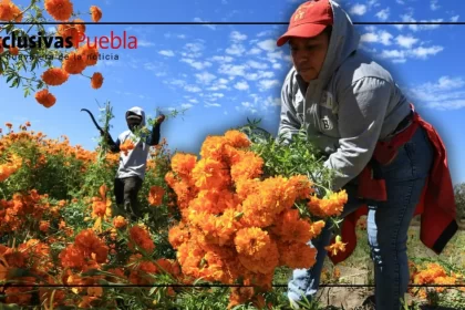 Productores de cempasúchil reciben apoyo tras heladas en Puebla
