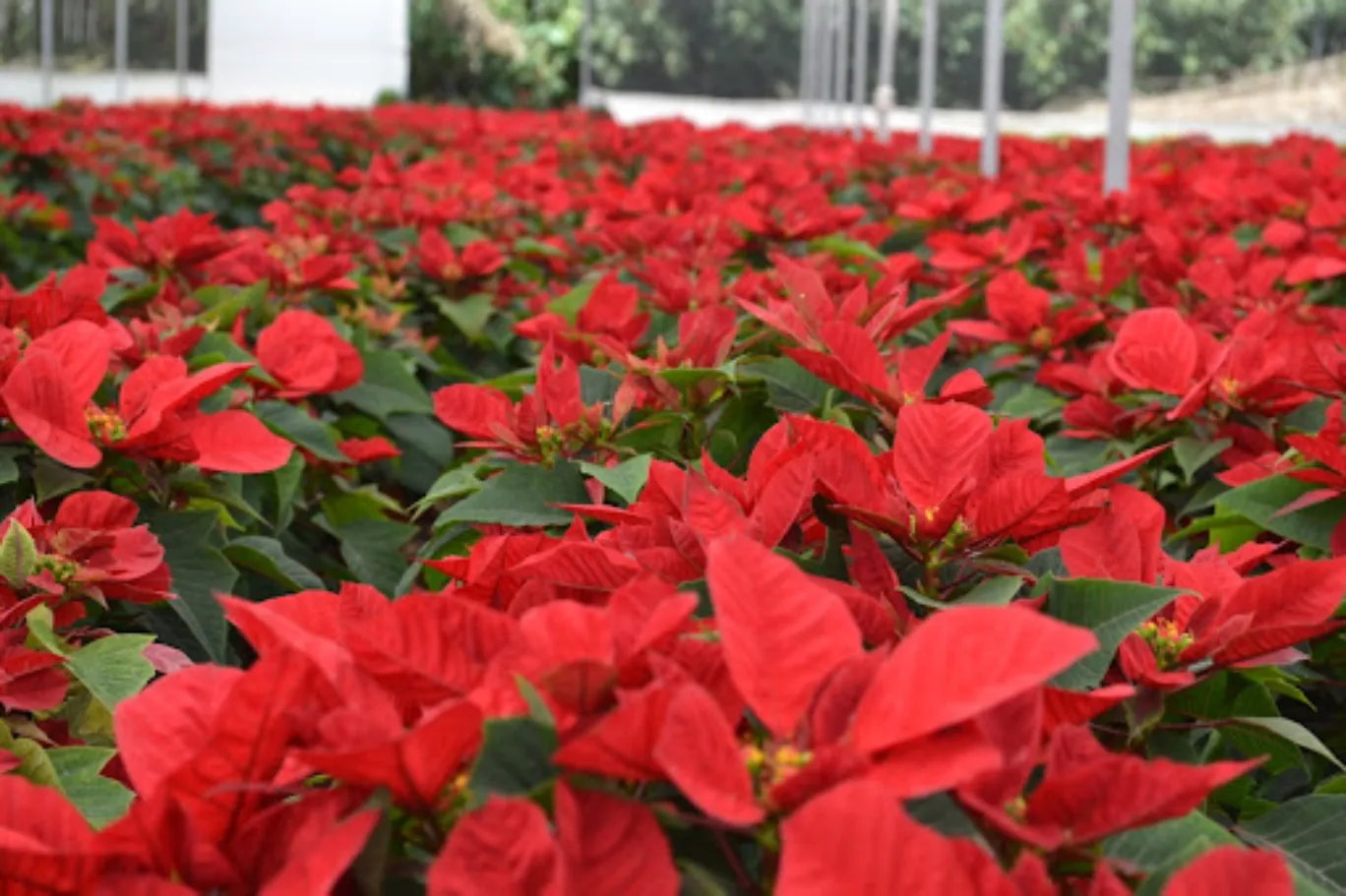 Lánzate a Atlixco para disfrutar del Festival de la Nochebuena