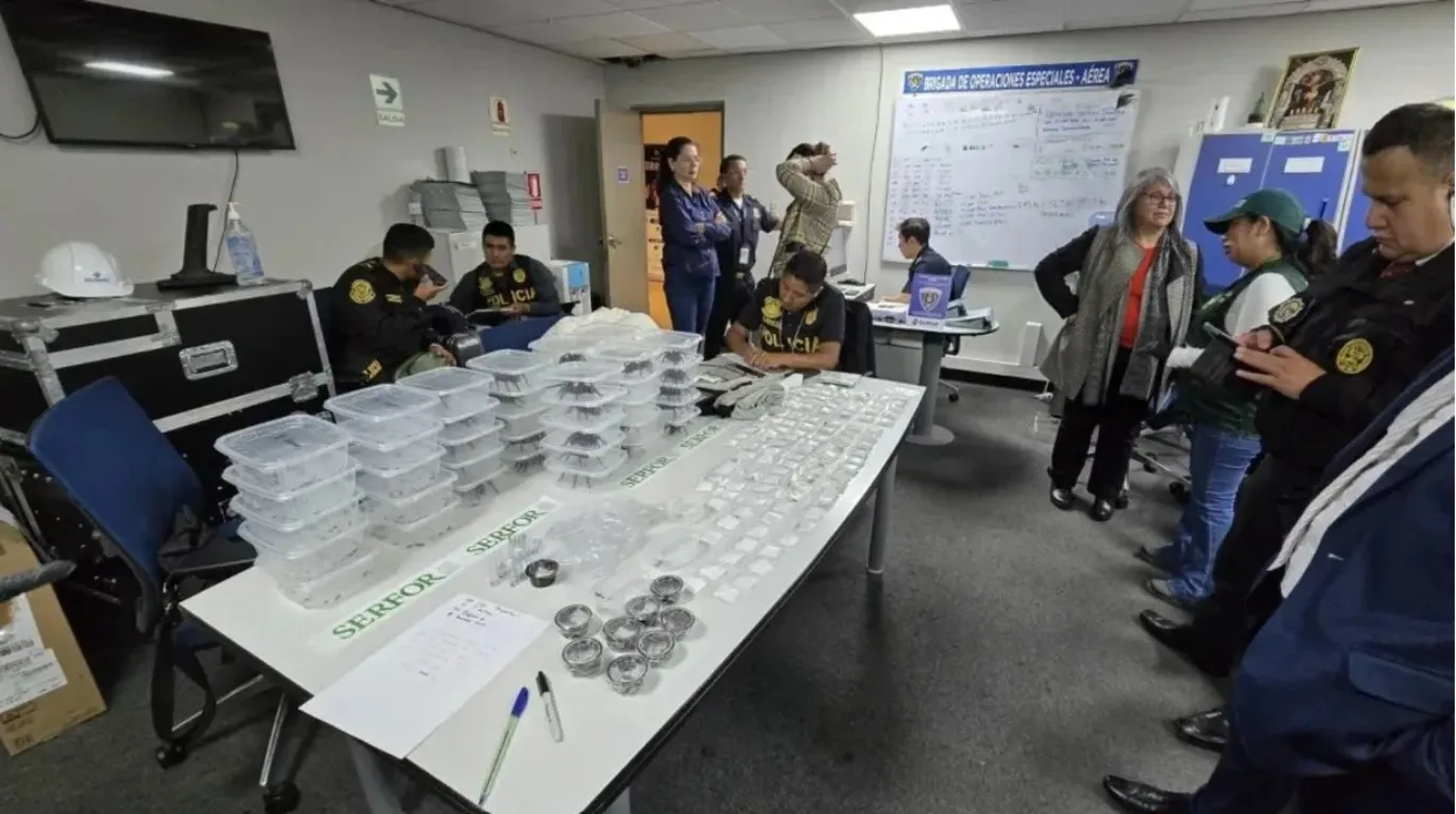 Detienen en Perú a un contrabandista con 300 tarántulas atadas a su cuerpo