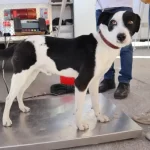 Con Jornada de Esterilización Gobierno de la Ciudad celebró el Día Internacional de los Derechos de los Animales