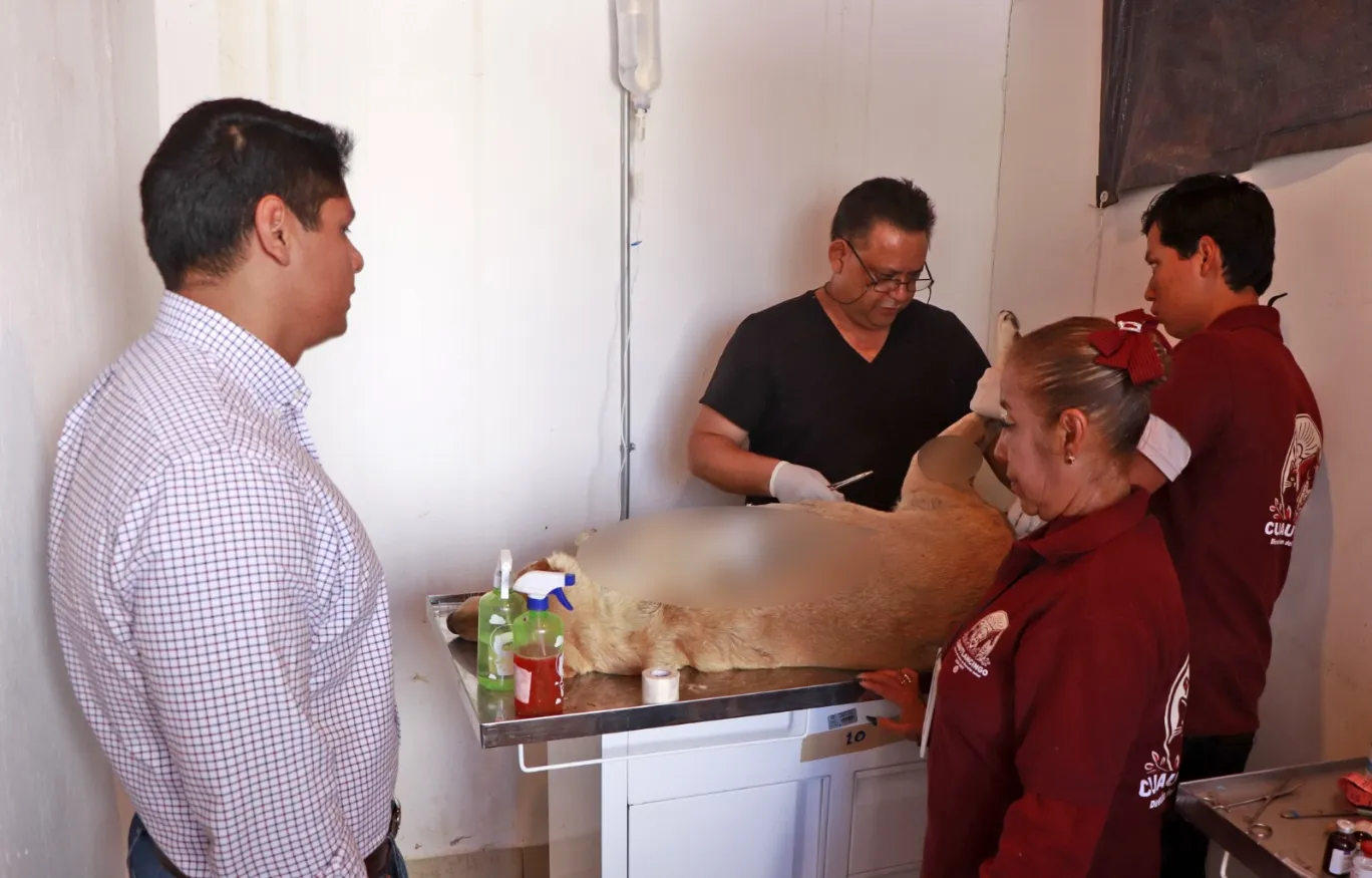 Condena Omar muñoz ataque a machetazos a una perrita afuera del mercado municipal