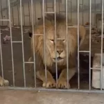 Decomisan dos leones en el municipio de Oriental