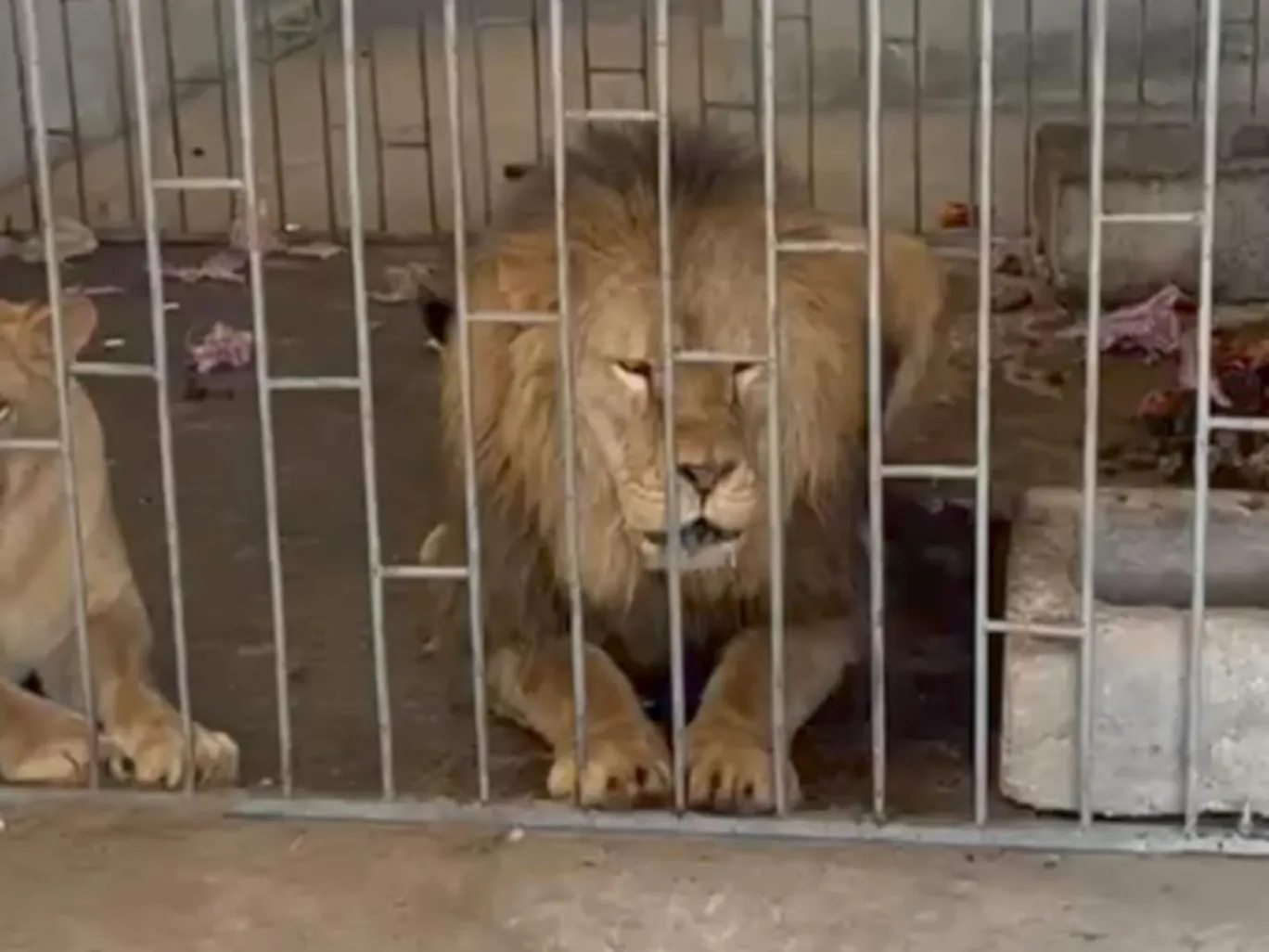 Decomisan dos leones en el municipio de Oriental