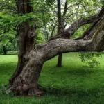 En la ciudad se plantarán entre 180 y 200 mil árboles anualmente: Medio Ambiente