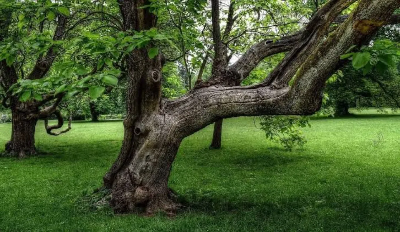 En la ciudad se plantarán entre 180 y 200 mil árboles anualmente: Medio Ambiente
