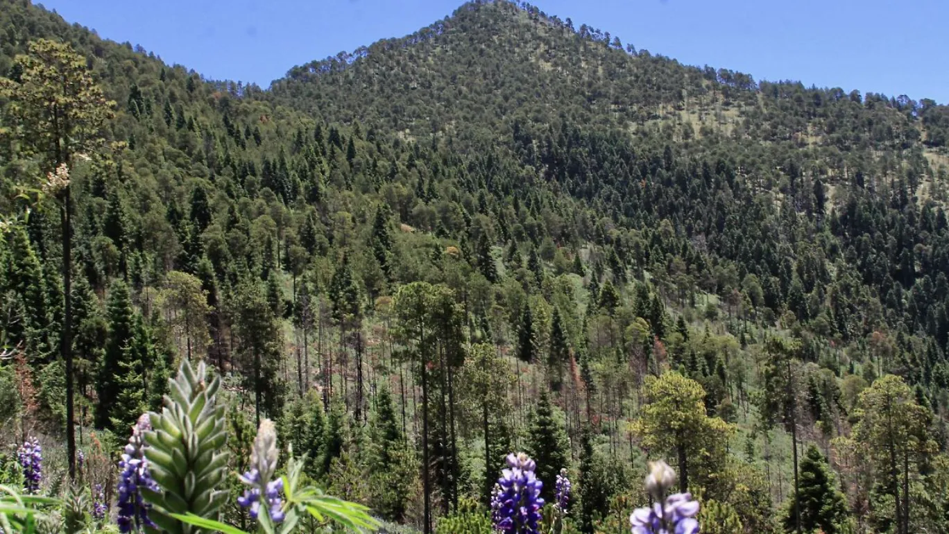 Lanzan licitación para la construcción del acceso al Ecoparque de la Malinche: POE