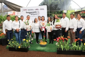 Atlixco inaugura la temporada más colorida del año, los tulipanes holandeses