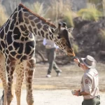 ¡Jambo Benito! El documental de la jirafa de Africam Safari rescatada hace un año¡Jambo Benito! El documental de la jirafa de Africam Safari rescatada hace un año