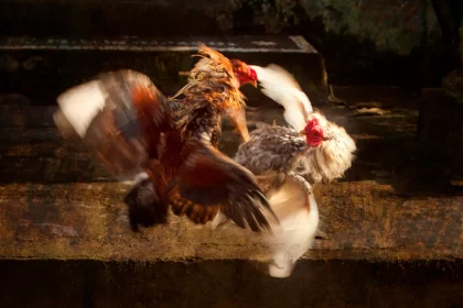 Adiós a las Peleas de Gallos: El Palenque de la Feria de Puebla 2025 se reinventa