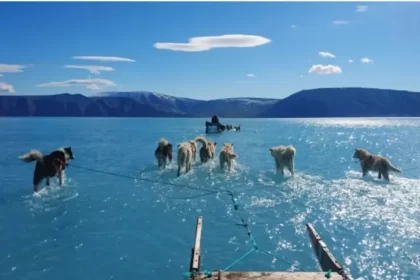 "El hielo se derritió bajo nuestros pies" Perros siberianos corriendo sobre el agua revela el rápido deshielo de Groenlandia