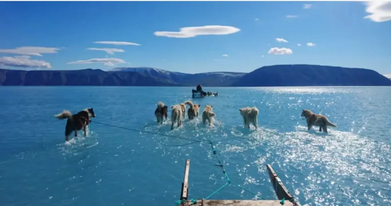 "El hielo se derritió bajo nuestros pies" Perros siberianos corriendo sobre el agua revela el rápido deshielo de Groenlandia