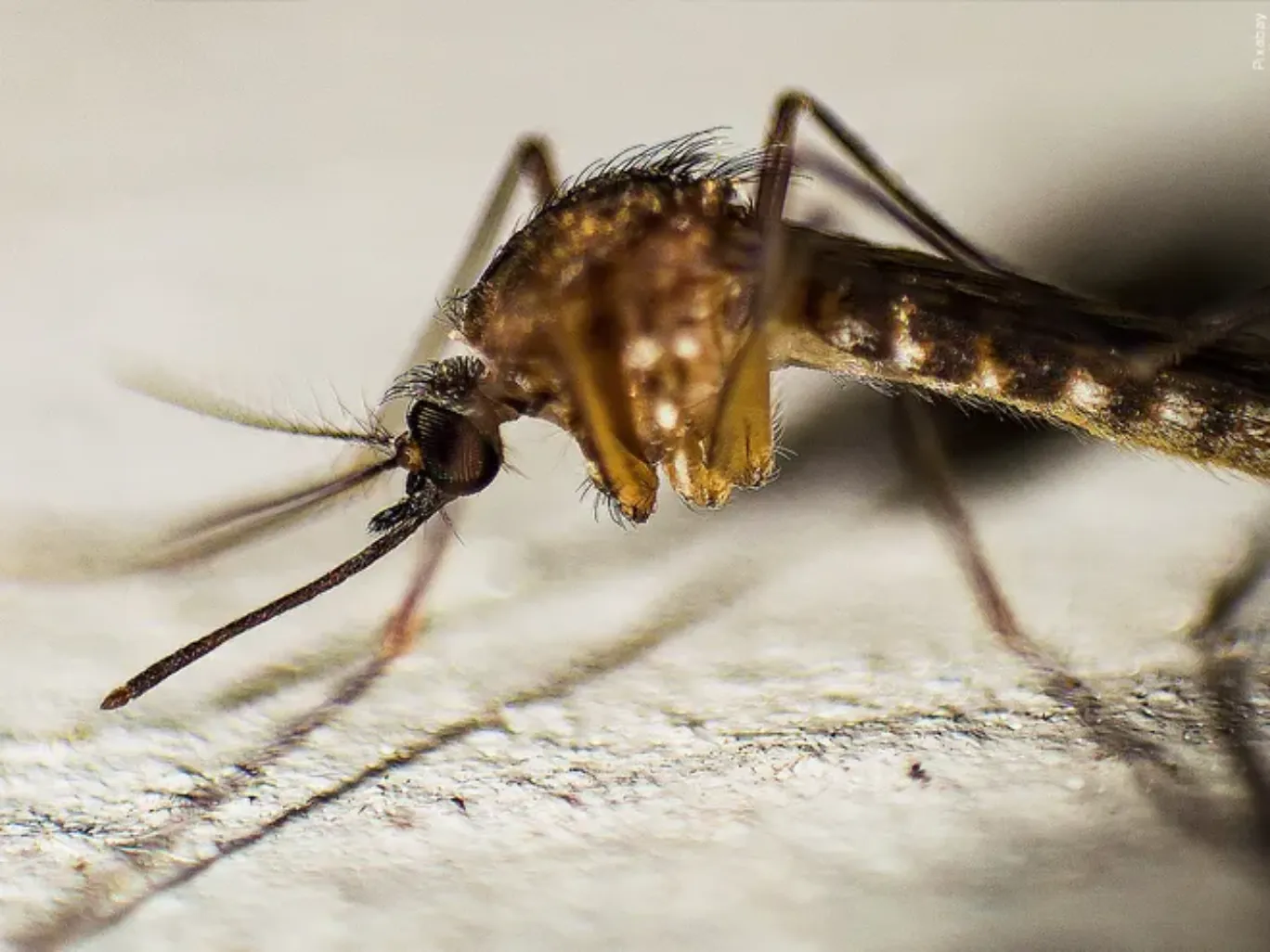 Mixteca Poblana: Dengue cobra su primera víctima en 2025