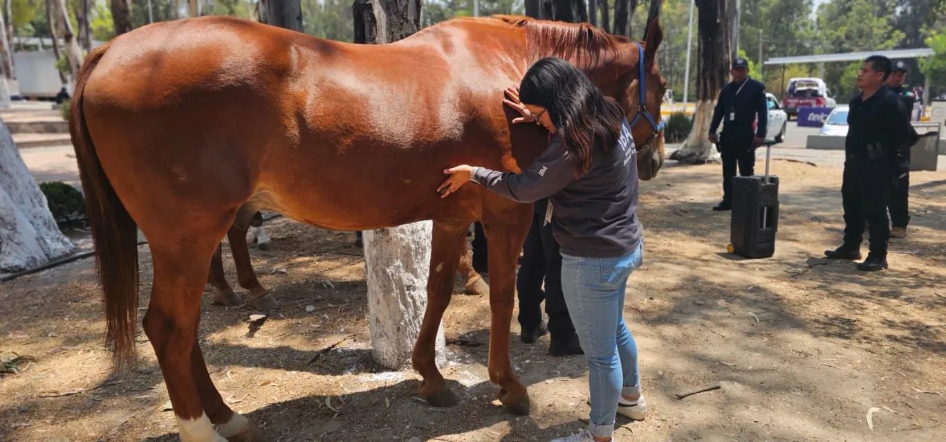 Atención a reporte de caballo desplomado en la Feria de Puebla 2025