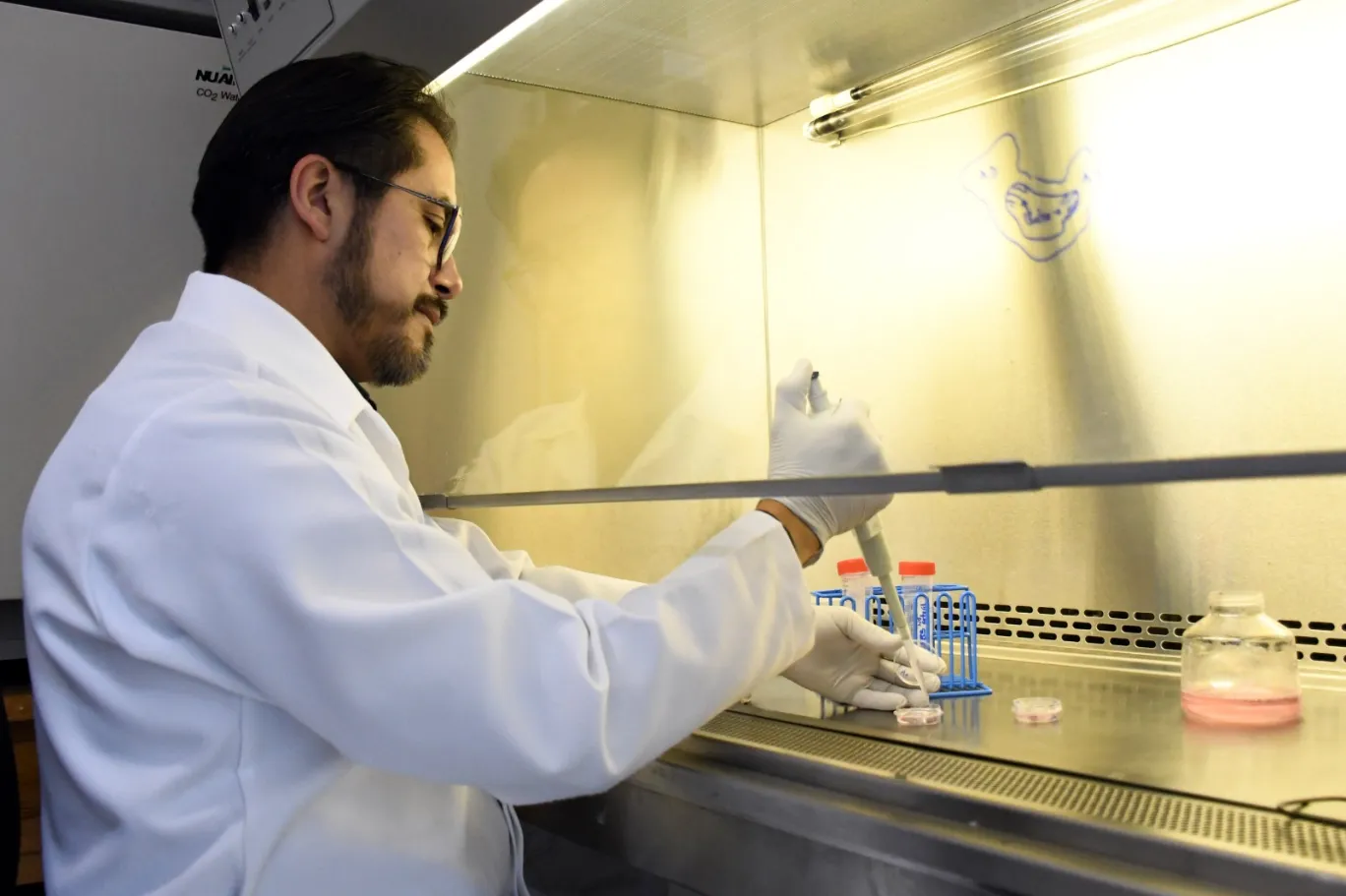 En el Instituto de Fisiología reside uno de los pocos grupos del país que estudia la relación estructura-función en las células cardiacas
