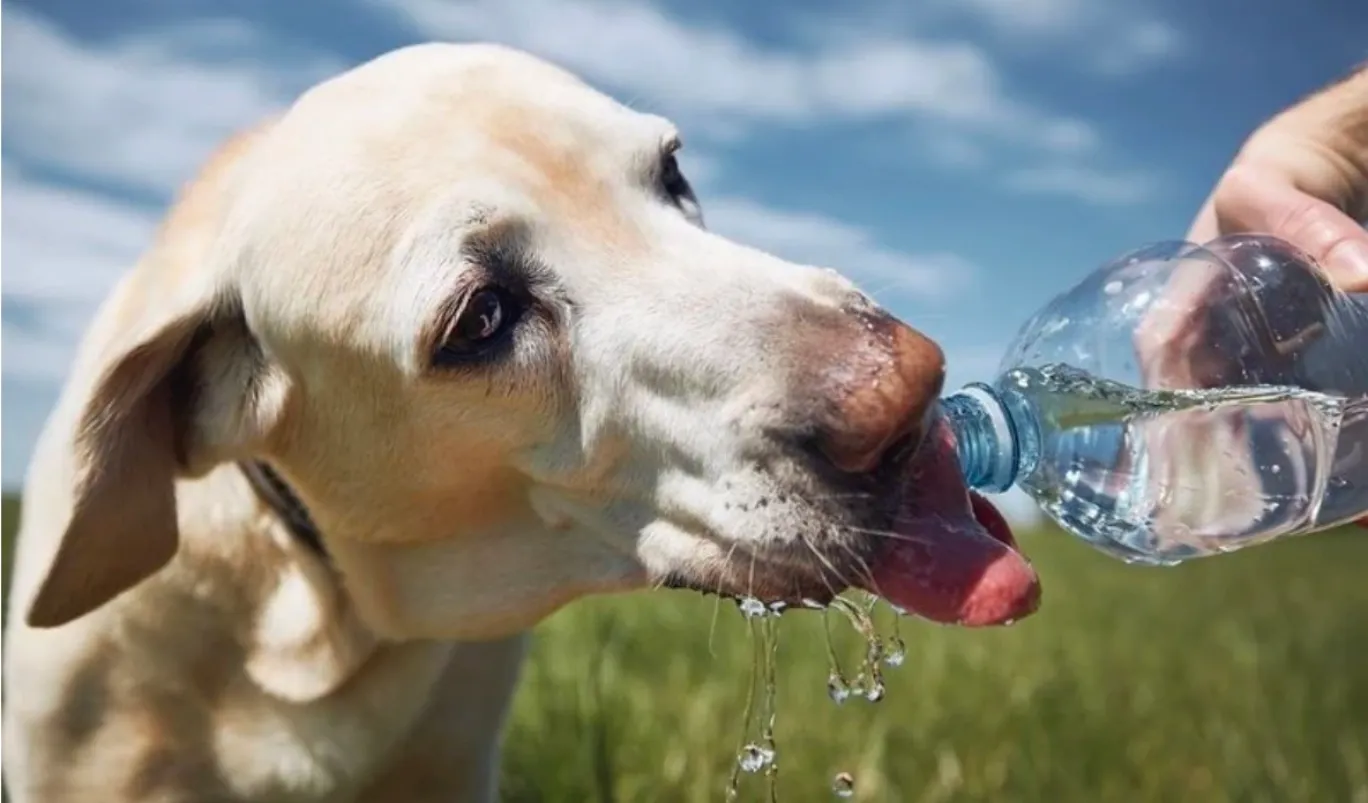 Recomiendan extremar cuidados con las mascotas ante las altas temperaturas