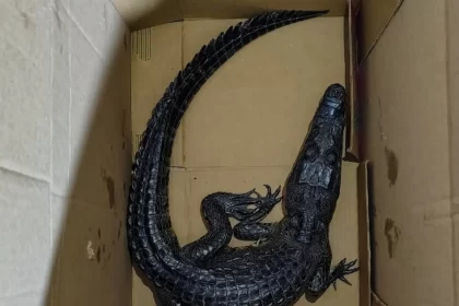 Abandonan un cocodrilo en el Zócalo de Puebla