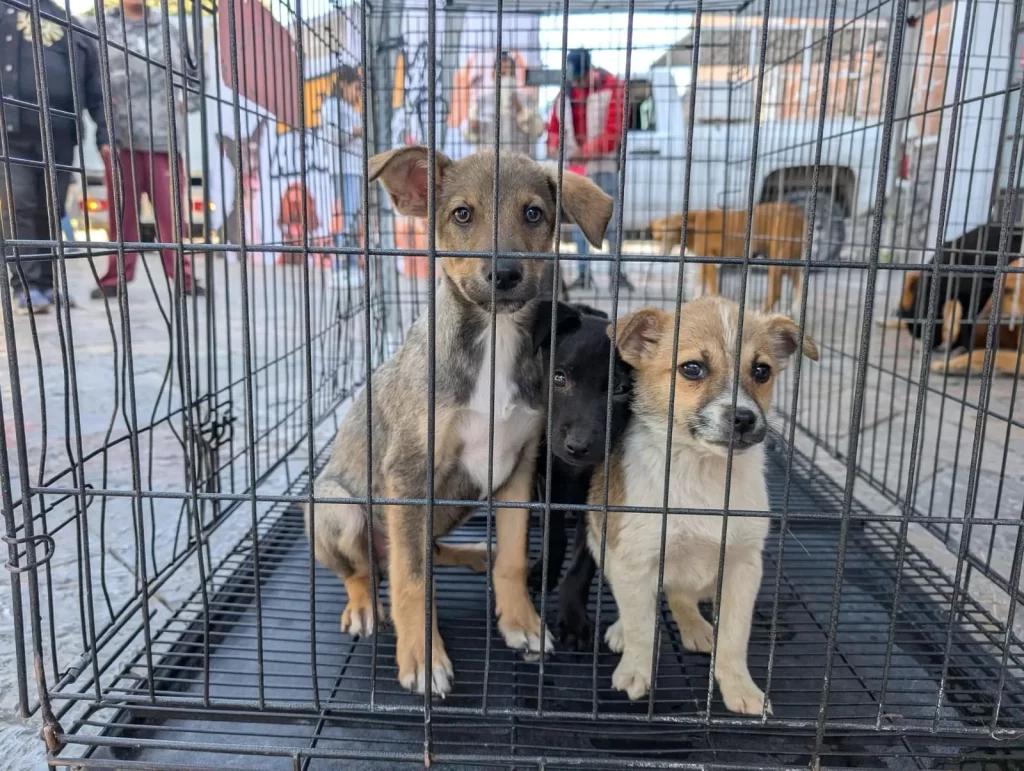 Amor Peludo en Atlixco; presidenta Ariadna Ayala invita a abrir tu corazón en la Feria de la Adopción Canina