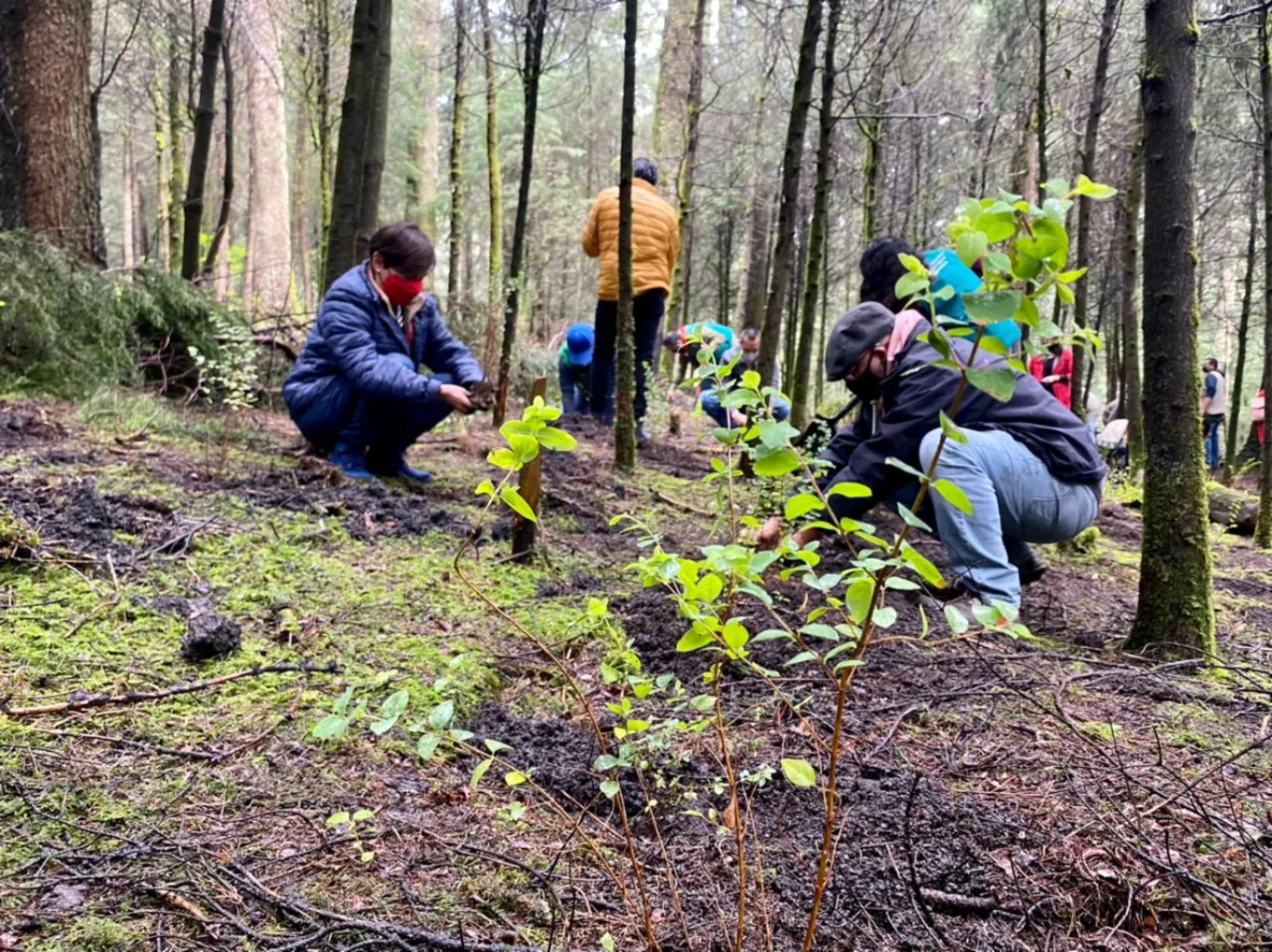 Anuncia Clara Brugada la plantación de 10 millones de árboles y arbustos en suelo urbano en CDMX