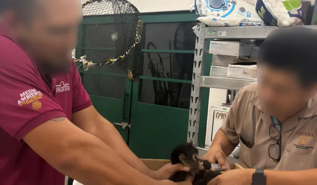 Asegura Profepa crías de mono araña en Tabasco; detuvo a dos sujetos por tráfico ilegal