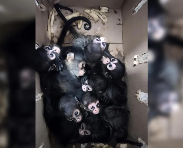 Asegura Profepa crías de mono araña en Tabasco; detuvo a dos sujetos por tráfico ilegal