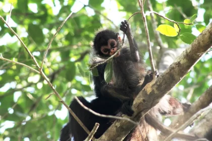 Asegura Profepa crías de mono araña en Tabasco; detuvo a dos sujetos por tráfico ilegal
