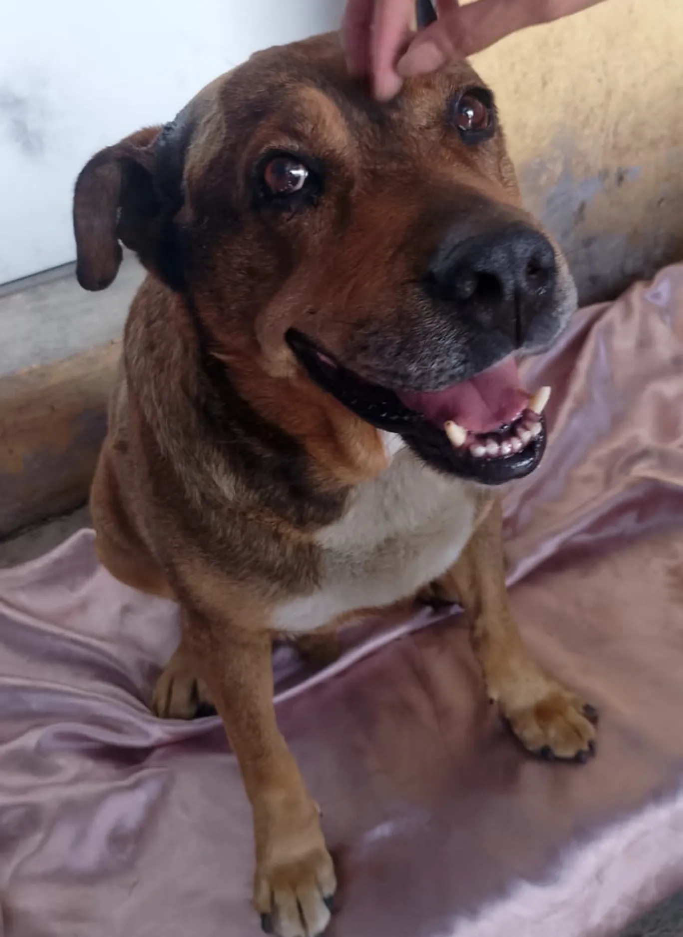 Centro de Bienestar Animal atiende a lomito agredido con arma punzocortante