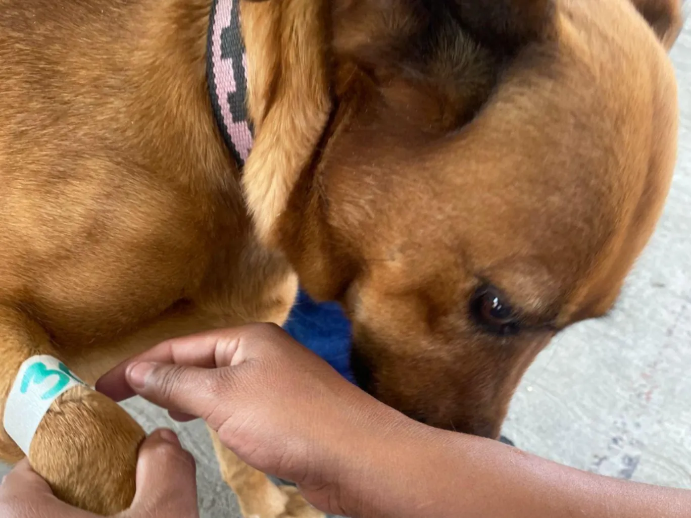 Consolida Gobierno de la Ciudad estrategia integral en favor del bienestar animal
