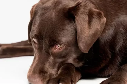 Detectan primer caso de miasis por gusano barrenador en un perro en Oaxaca