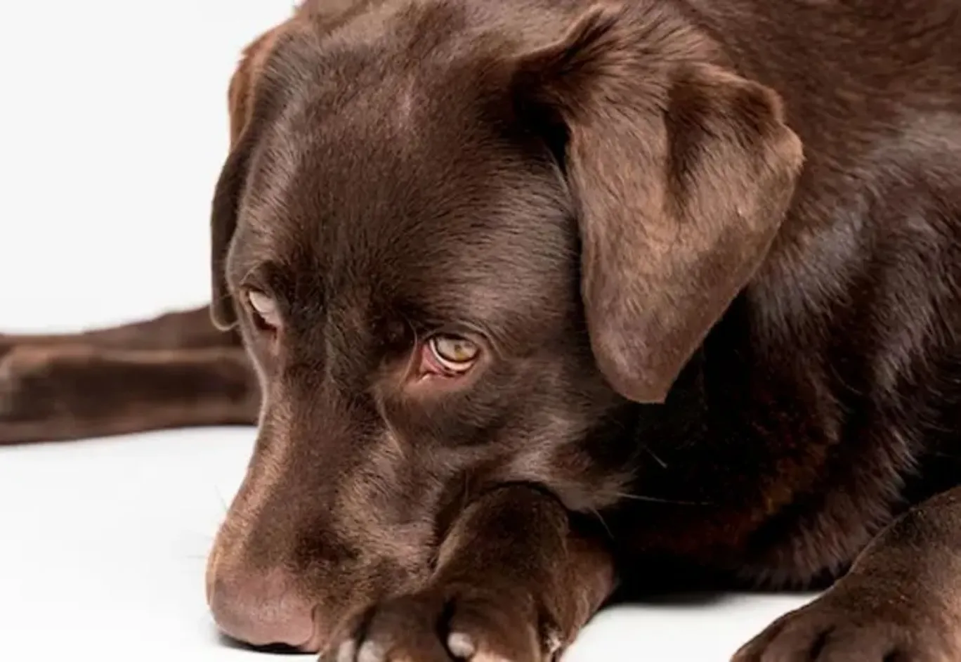 Detectan primer caso de miasis por gusano barrenador en un perro en Oaxaca