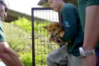 El dilema de Corea del Sur sobre qué hacer con medio millón de perros tras prohibirse el consumo de la carne de estos animales