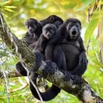 Emprenden acciones para proteger al mono saraguato en Tabasco