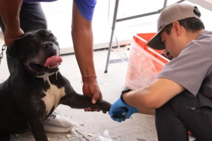 Ofrece Monterrey campaña de salud y bienestar animal