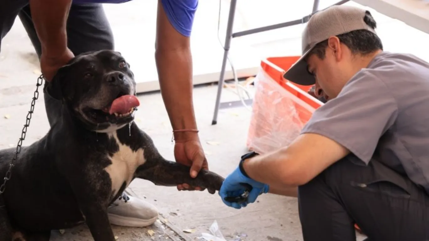 Ofrece Monterrey campaña de salud y bienestar animal