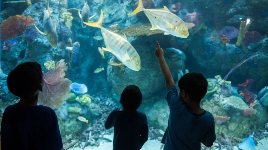¡Diversión Acuática y Ofertas Imperdibles! Descubre las Promociones Especiales del Acuario Michin Puebla