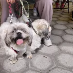 Acerca Gobierno de la Ciudad servicios de bienestar animal a colonias del municipio