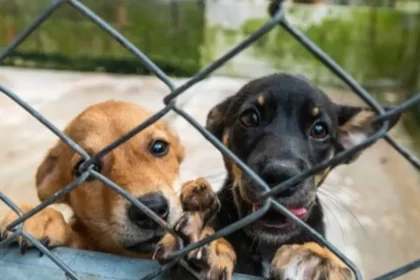 Para finales de diciembre, quedará lista la Casa de Bienestar Animal en Puebla