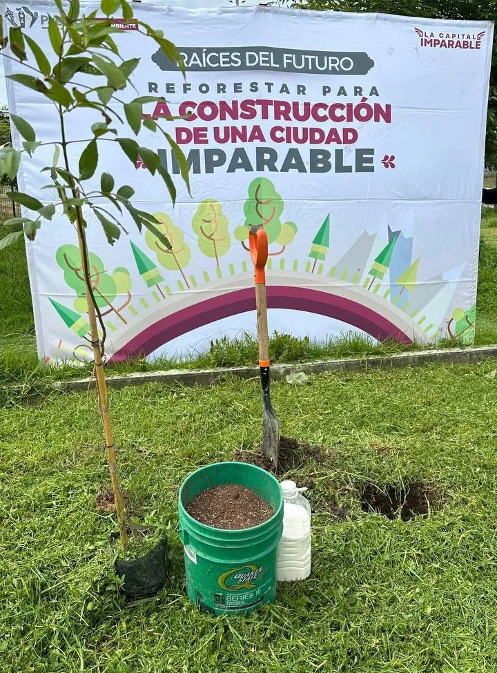 Refuerza Gobierno de la Ciudad reforestación con más de 964 árboles plantados
