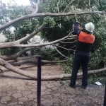 Atiende Protección Civil Municipal caída de árboles en Xonaca y Moctezuma; descarta personas lesionadas