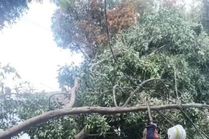 Atiende Protección Civil Municipal caída de árboles en Xonaca y Moctezuma; descarta personas lesionadas