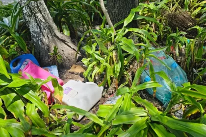 Emite IMSS Puebla recomendaciones para prevenir contagios por dengue durante la temporada de lluvias