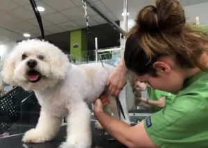 Hospital Veterinario UPAEP lanza campaña de esterilización gratuita para perros y gatos durante todo 2025
