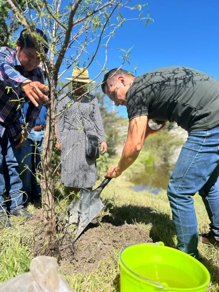 Gobierno de Pepe Chedraui suma 530 nuevos árboles con el programa "Raíces del Futuro” imagen 2