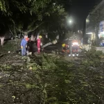 Atiende Gobierno de la Ciudad caída de árbol en Lomas del Mármol; descarta lesionados