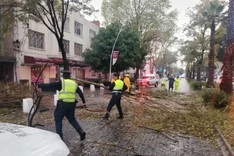 Atienden Protección Civil y Control de Tránsito Municipal caída de árbol en la Avenida Juárez, descarta personas lesionadas