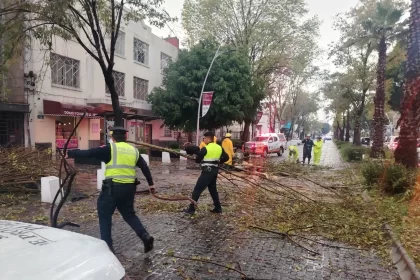 Atienden Protección Civil y Control de Tránsito Municipal caída de árbol en la Avenida Juárez, descarta personas lesionadas