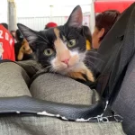 Promueve Gobierno de Pepe Chedraui Jornadas Gratuitas de Bienestar Animal en septiembre