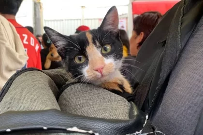 Promueve Gobierno de Pepe Chedraui Jornadas Gratuitas de Bienestar Animal en septiembre