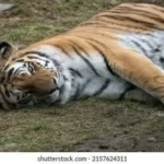 Encuentran a tigre muerto en Xicotepec; había escapado del zoológico ante las lluvias